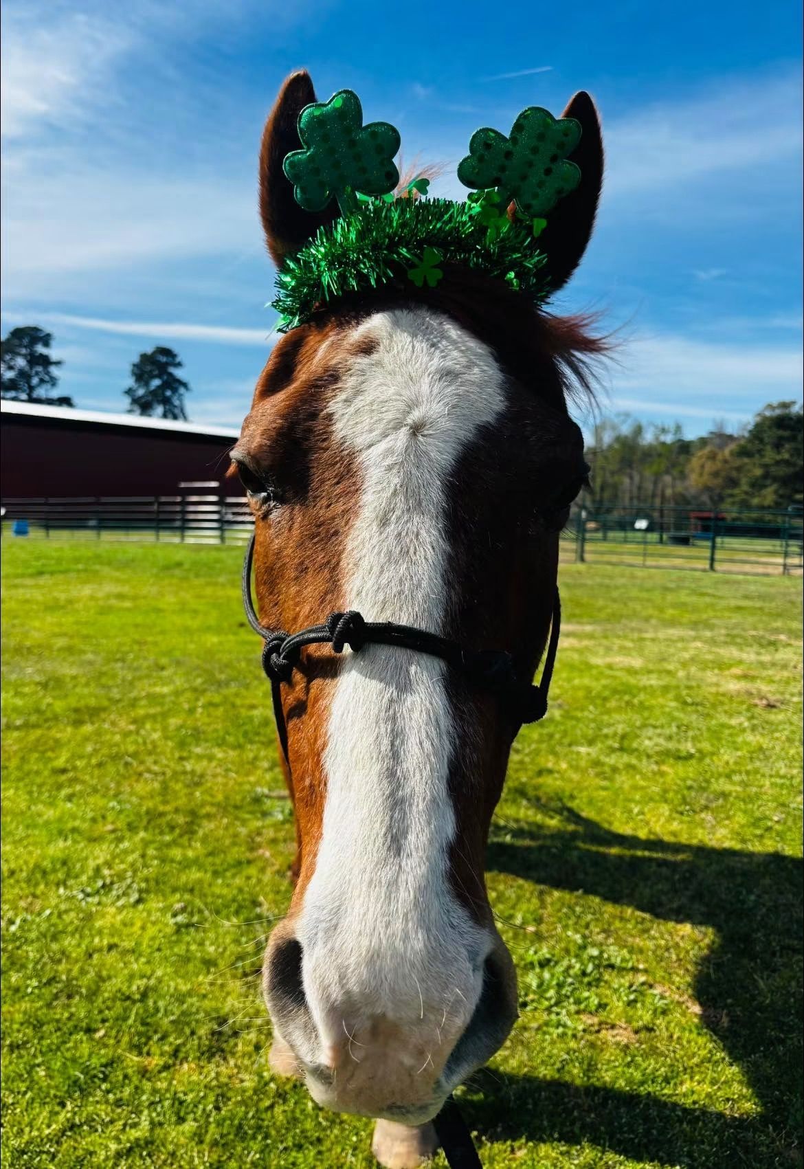 Brown-and-white horse wearing green antlers, standing in a sunny grassy field