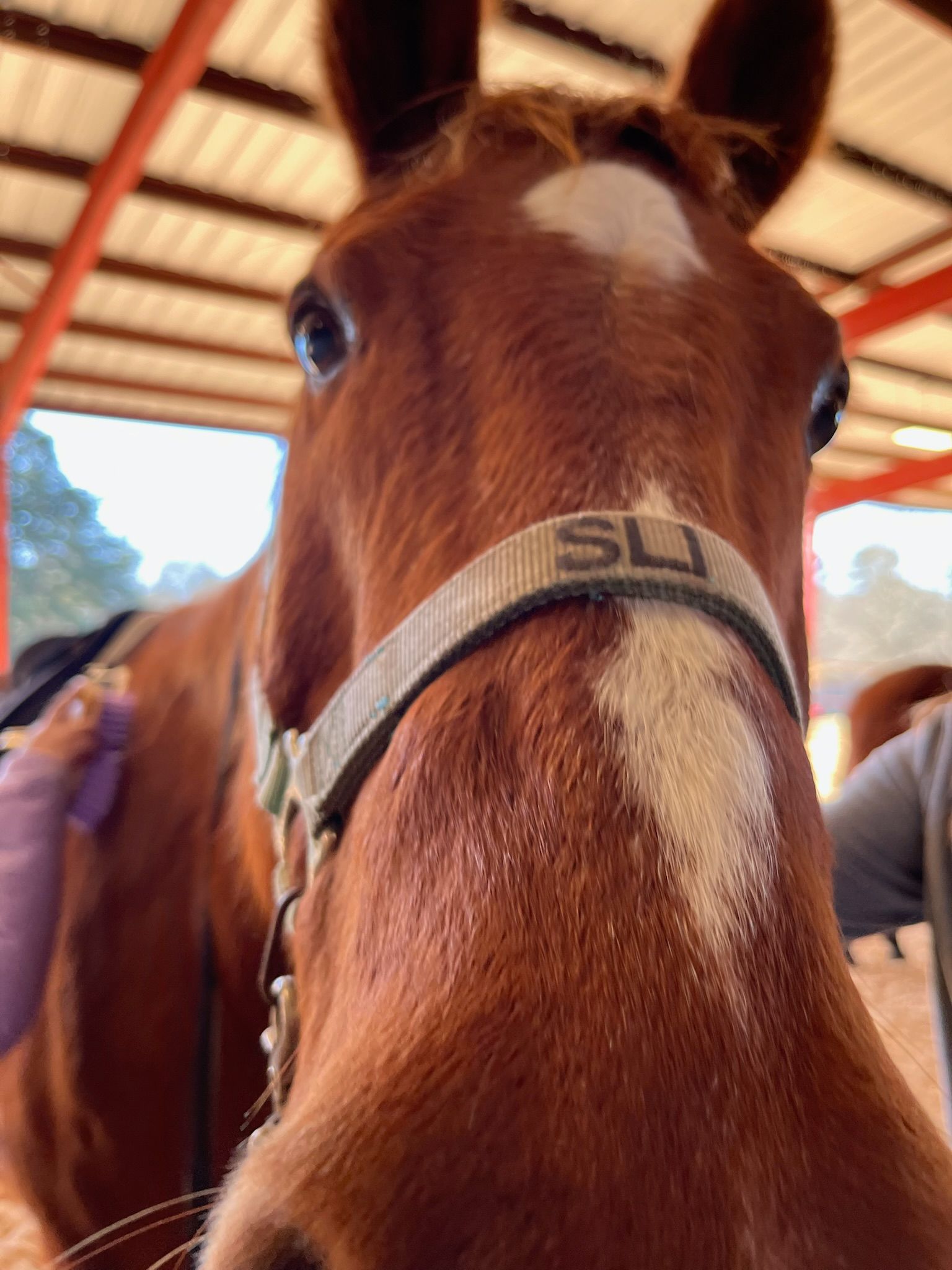 Close-up of a brown horse wearing a halter inside a barn, with a person in the background