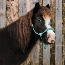 Brown-and-white pony wearing a teal halter, standing in front of a wooden fence.