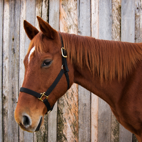 Brown horse in a black halter standing beside a weathered wooden fence