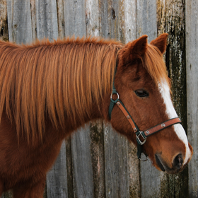 Brown horse with a white blaze wearing a halter, standing by a weathered wooden wall