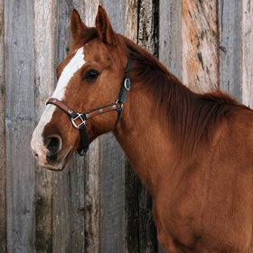 Brown horse with a white blaze wearing a halter, standing beside a weathered wooden fence