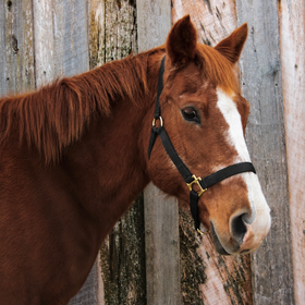 Brown horse with a white blaze wearing a black halter, standing beside weathered wooden boards