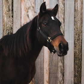 Dark brown horse with a black mane and white star, standing before weathered wooden boards.
