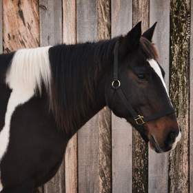 Black-and-white horse in profile wearing a halter, standing before a weathered wooden fence