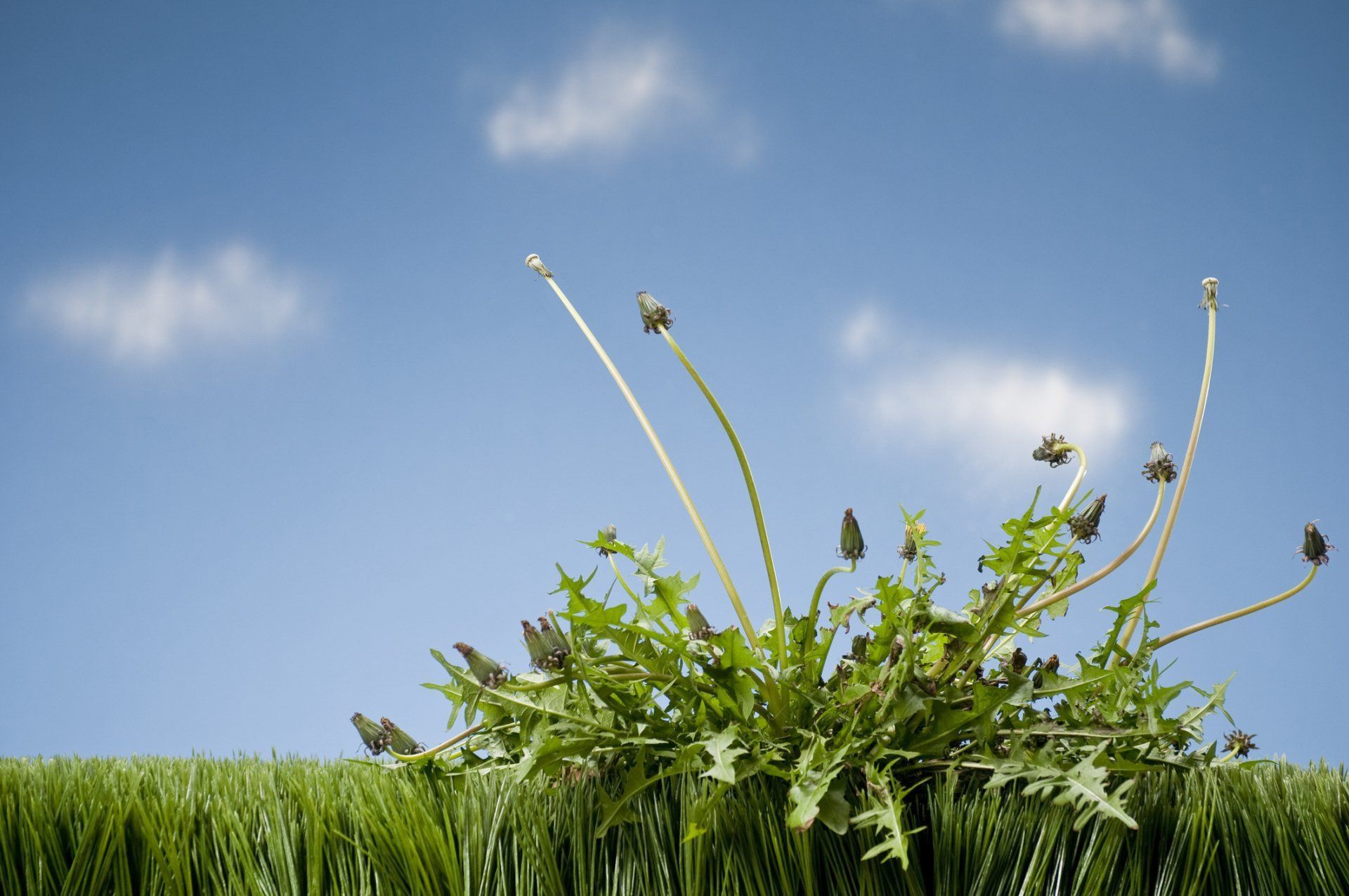Weed Control Services in Denver, NC