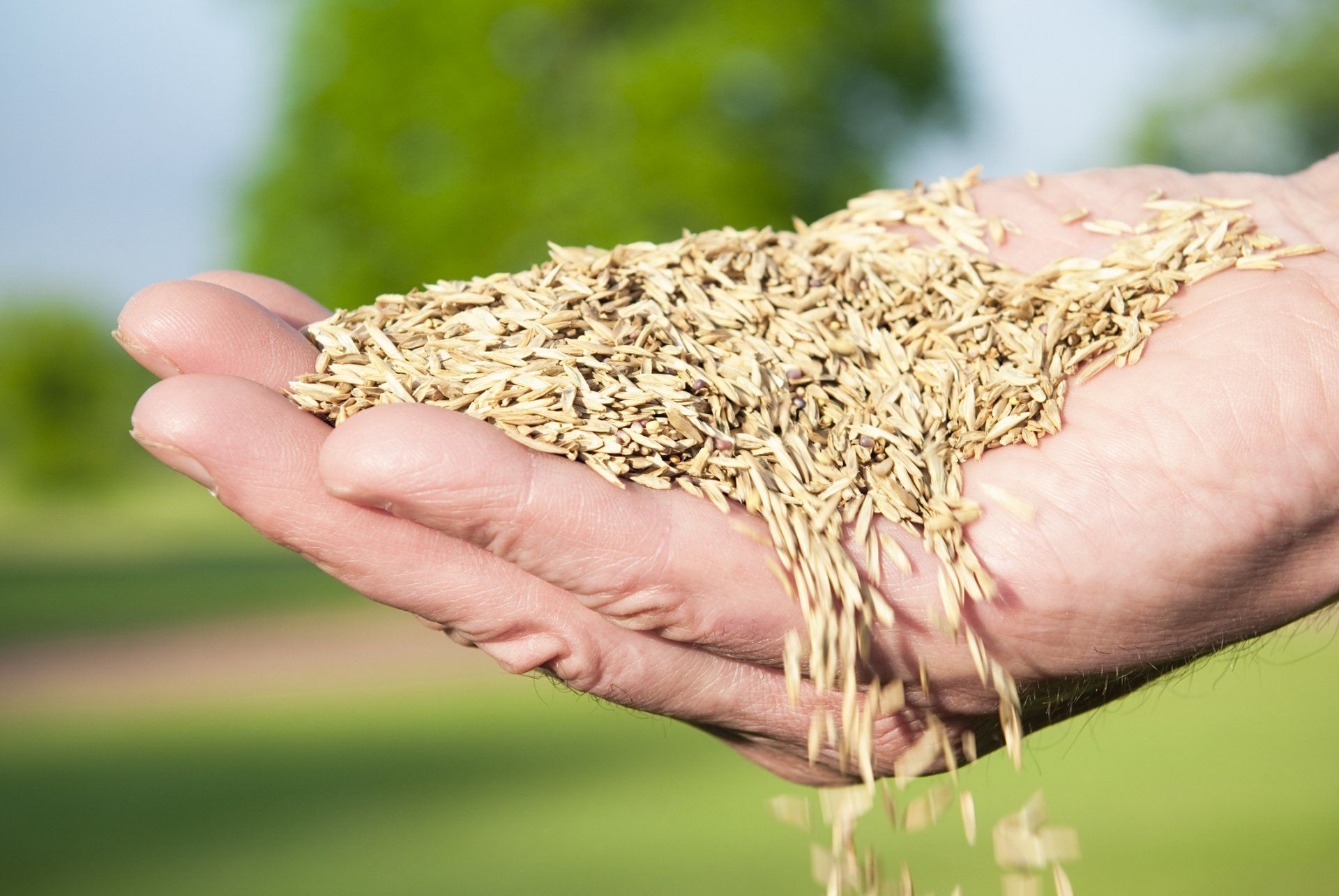 Overseeding Services in Denver, NC