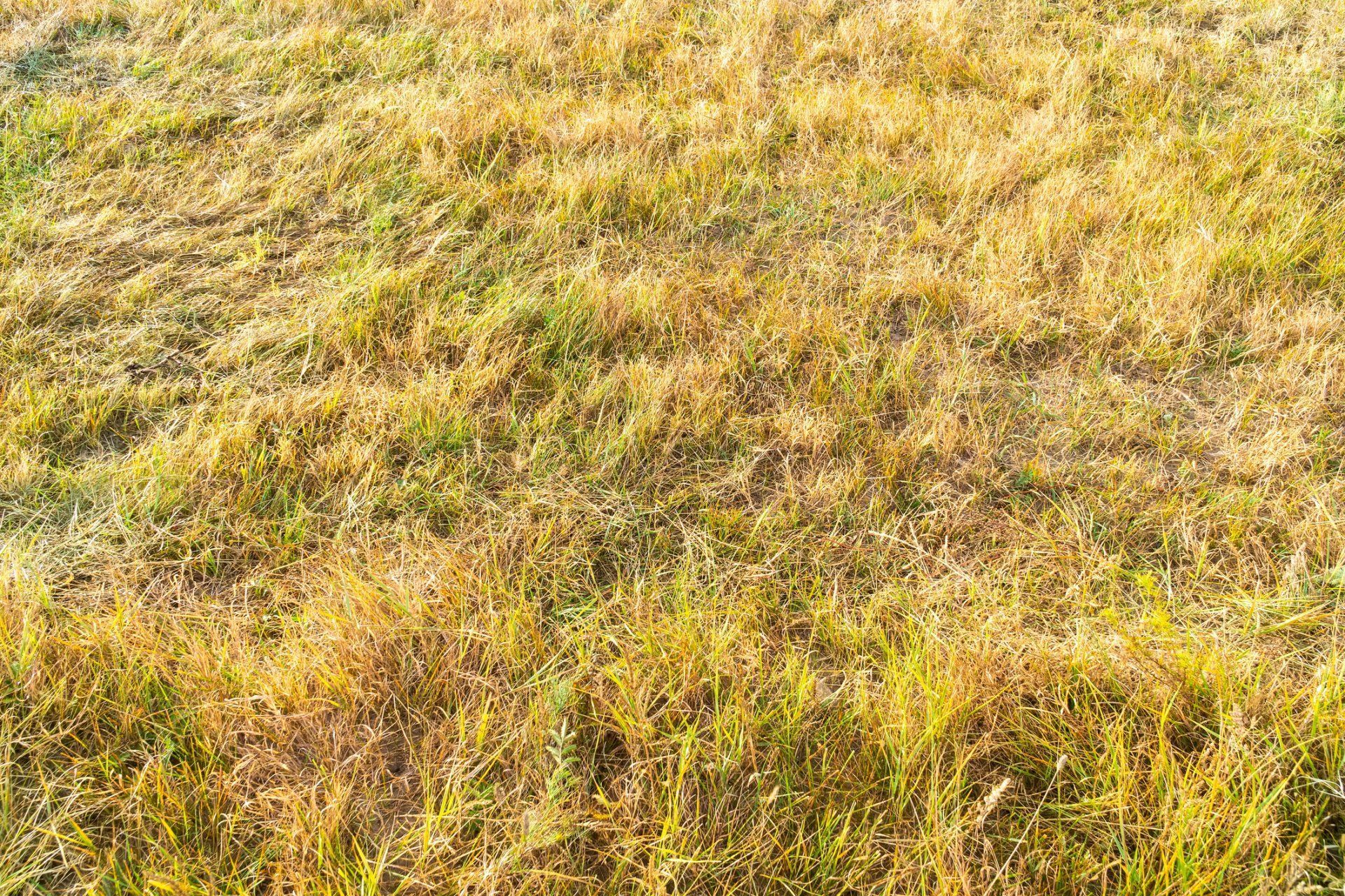 Disease Control Services in Denver, NC