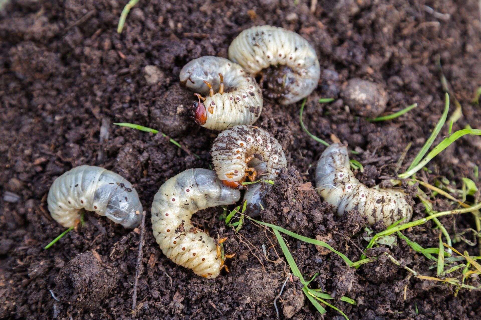 Grub Control Services in Denver, NC