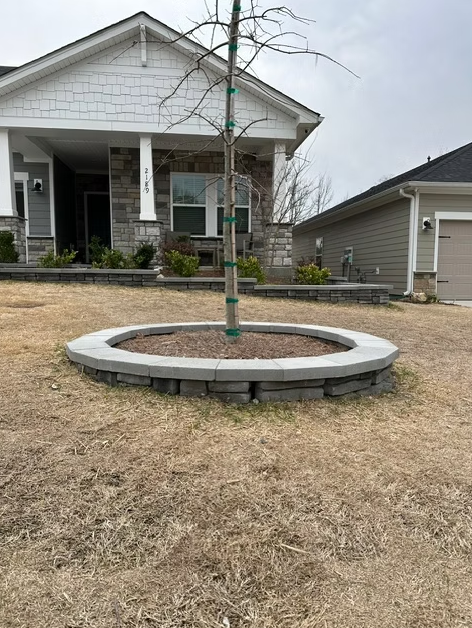 A small tree in a circular stone planter in front of a house. The lawn is brown.