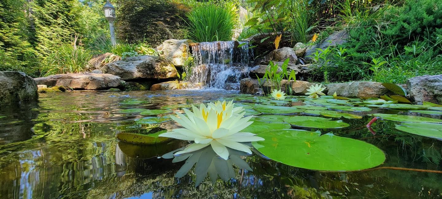 Peaceful garden pond with a white water lily, lily pads, and a small waterfall surrounded by lush greenery