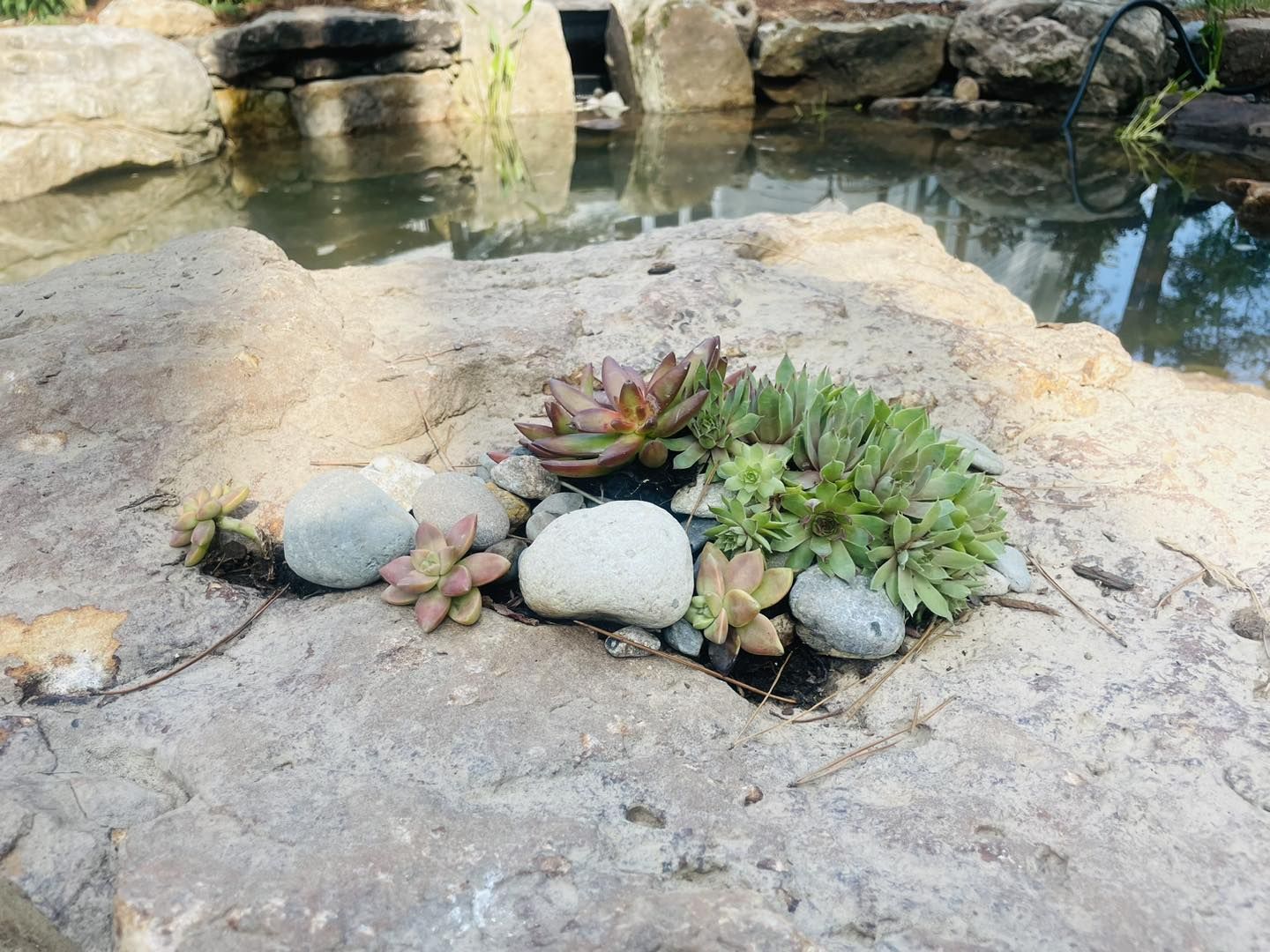 Rock garden with succulents and white stones beside a reflecting pond