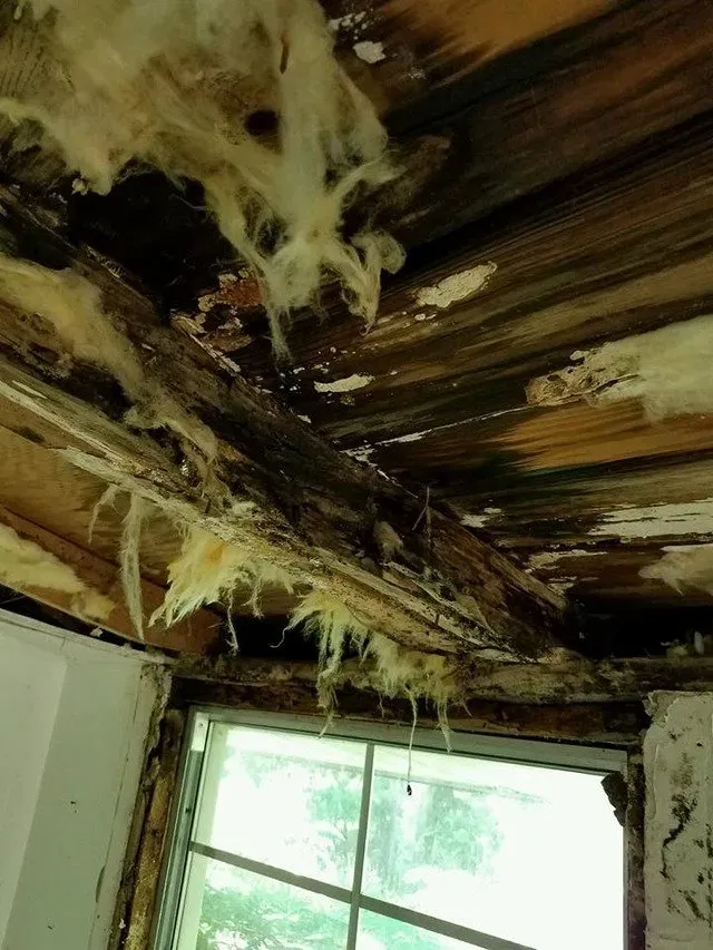 Decayed ceiling due to molds — Ashford, AL — Environmental & Hazmat Services Inc.