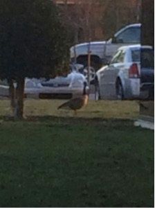A duck is standing in the grass in front of a parking lot