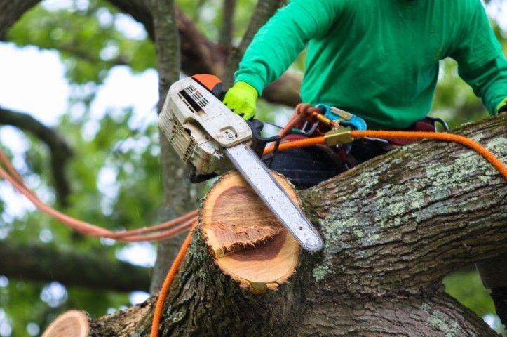 An image of Tree Service Company in Saratoga California