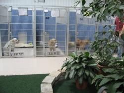 Massillon Dog Boarding