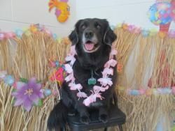 Luau Party in Doggy Daycare