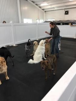 Group Sit - Dog Guru Daycare Games