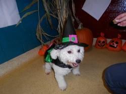 Halloween Daycare Party