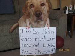 Pet Photo Contest - National Pet Week