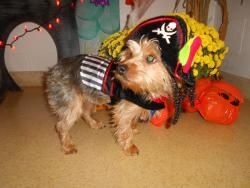 Barktober Fest Halloween Celebration