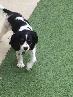 Little Dog Daycare individual Pictures this week