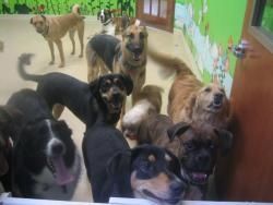 Puppy Love Valentines Day Party