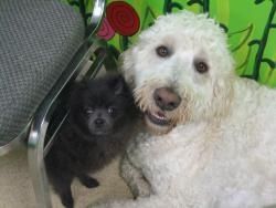 Veterinarians & Staff Exclusive Open House