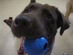 Smithville, West Holmes and Hiland Girls Basket Ball Team