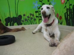 Happy Birthday to our Oldest Daycare Dog!