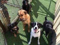 Doggie Daycare staff practice group Sits