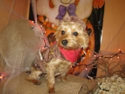 Barktober Fest in Doggie Daycare Today!