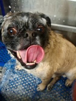 February is Dental Health Month