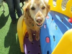 There's Always Something Happening at the Orrville Pet Spa & Resort