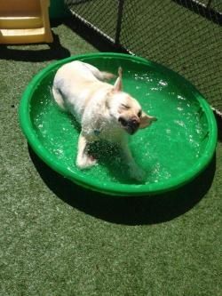 First Pool Day of Doggie Daycare