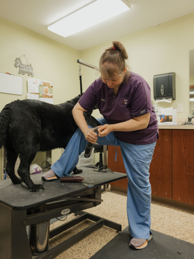 A woman in blue scrubs trims a black dog's nails on a grooming table in a brightly lit room.
