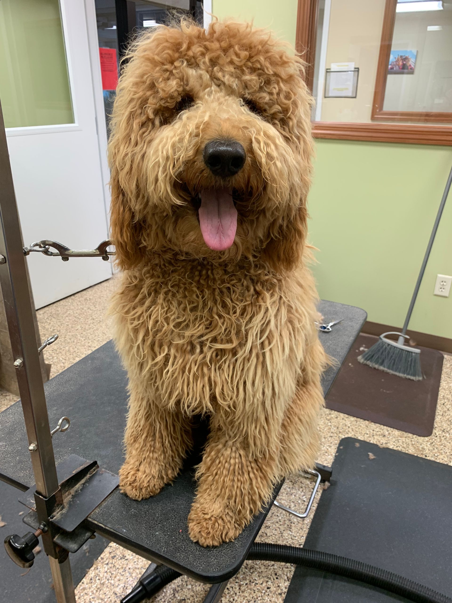 Golden Doodle dog with a shaggy, golden-brown coat sits panting on a grooming table, its pink tongue visible.