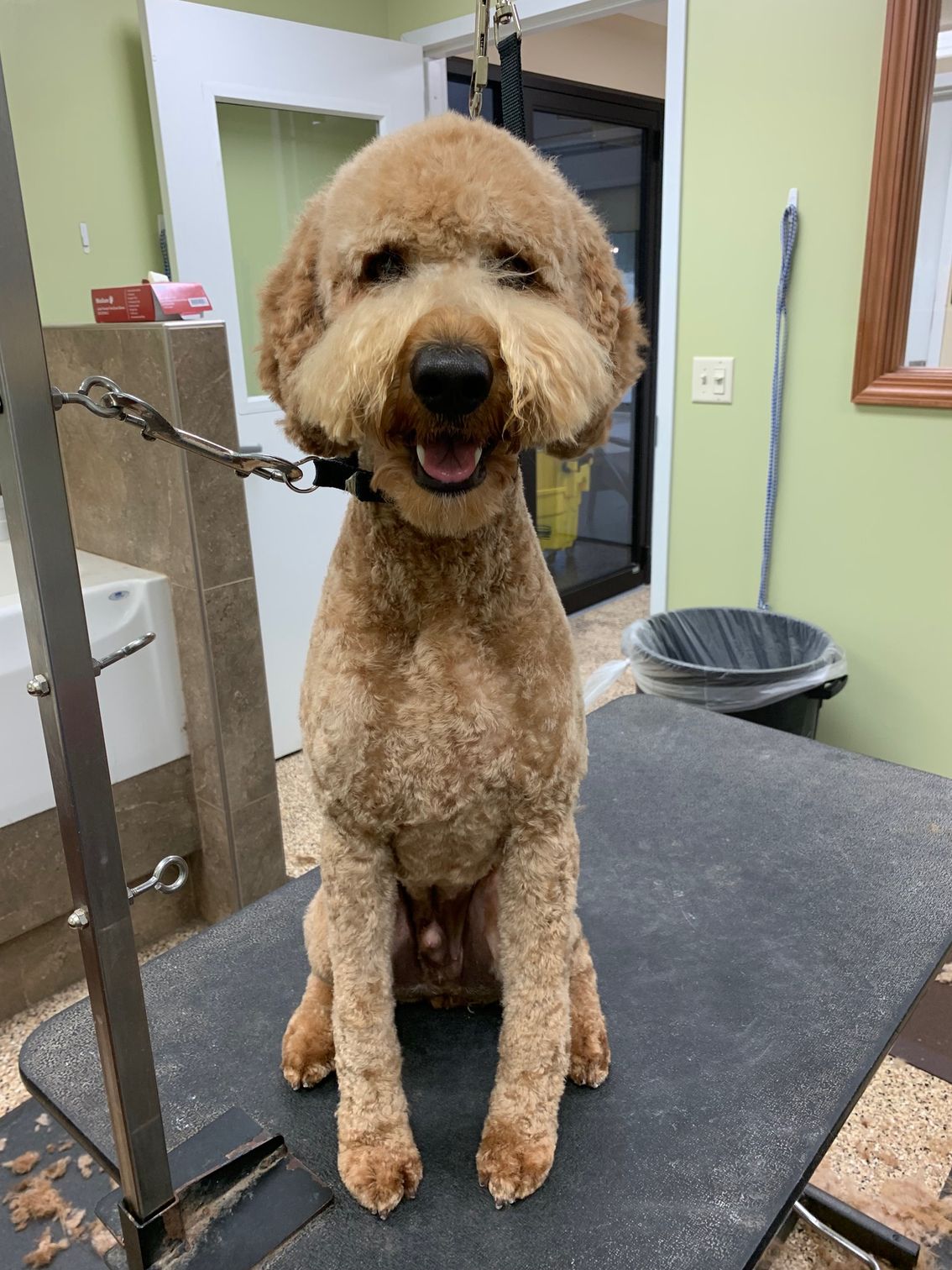A tan Goldendoodle with a stylish haircut, sitting on a grooming table, smiling. It's indoors, with a green wall in the background.