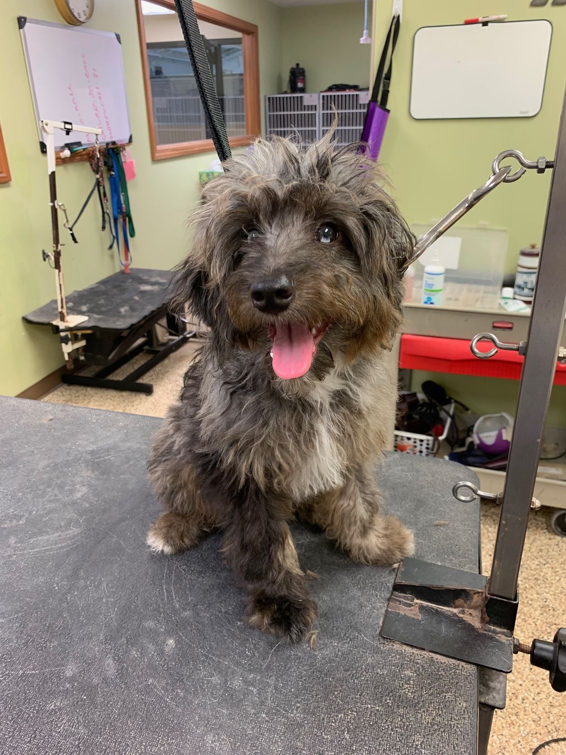 A small, shaggy dog with a pink tongue out, sitting on a grooming table, in a pet grooming salon.