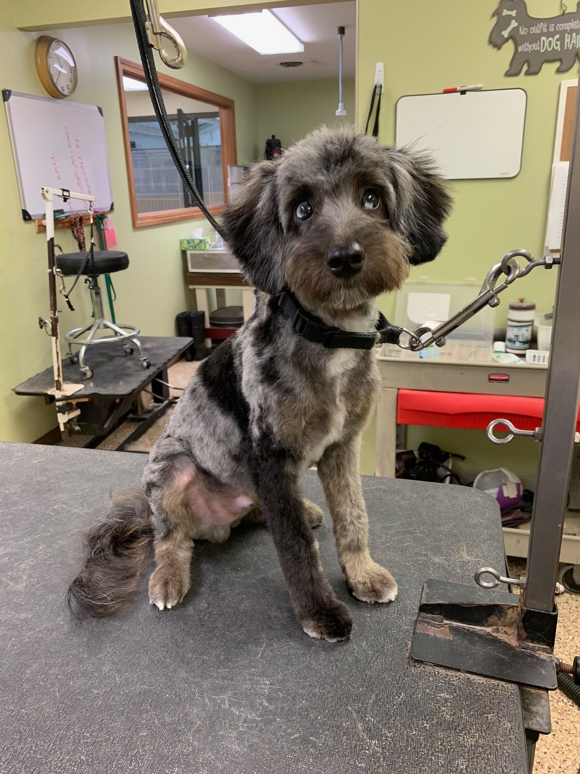 A small, fluffy dog with gray and black fur sits on a grooming table. The dog looks up with wide eyes, in a grooming salon.