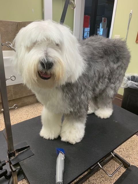 Old English Sheepdog with a fresh haircut standing on a grooming table, smiling. White and grey fur, indoors.
