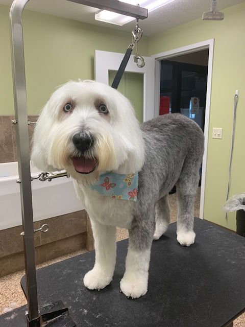 A shaggy dog with a white face and gray body, wearing a blue bandana, stands on a grooming table. The dog has a cheerful expression.