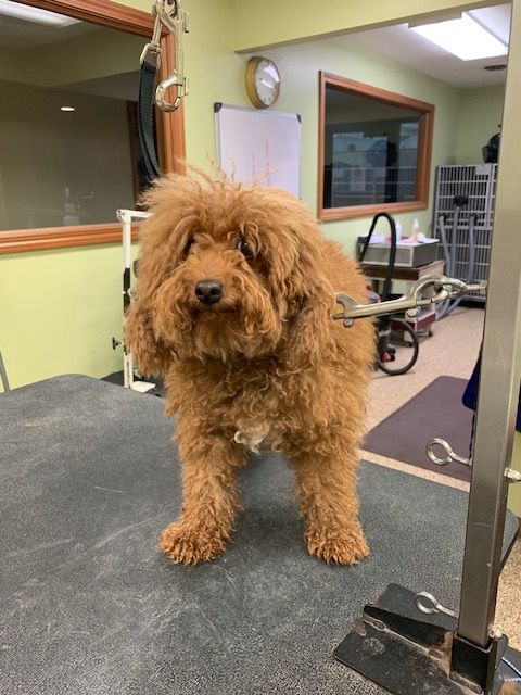 A fluffy, brown poodle standing on a grooming table in a dog grooming salon.