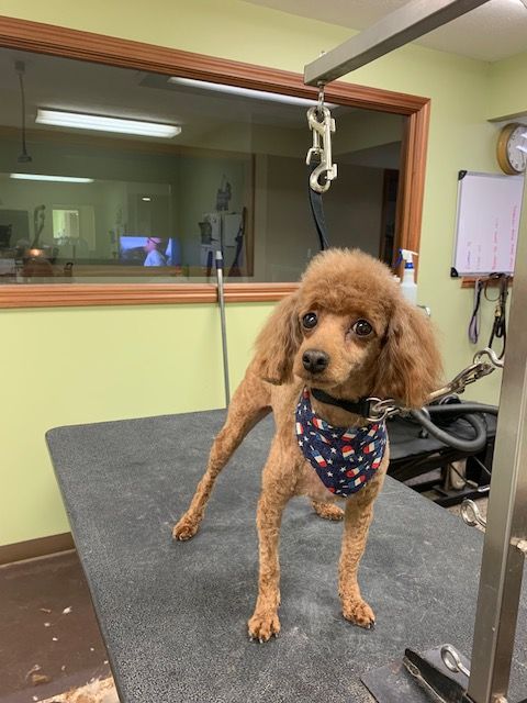 Brown poodle with a bandana stands on a grooming table in a salon, looking at the camera.
