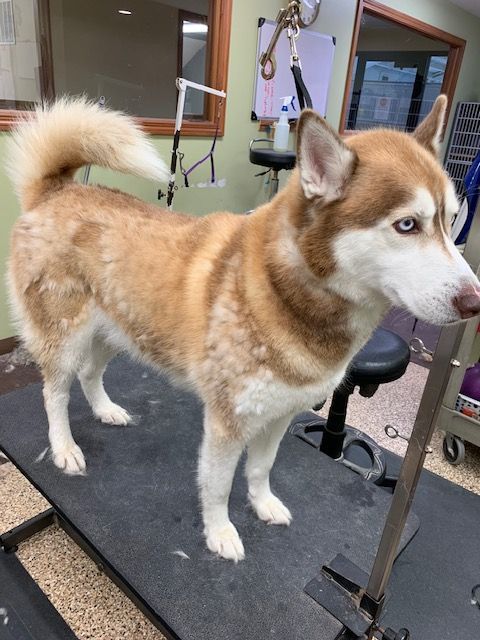 A brown and white Siberian Husky stands on a grooming table, appearing freshly groomed. The dog has blue eyes and is in a grooming shop.
