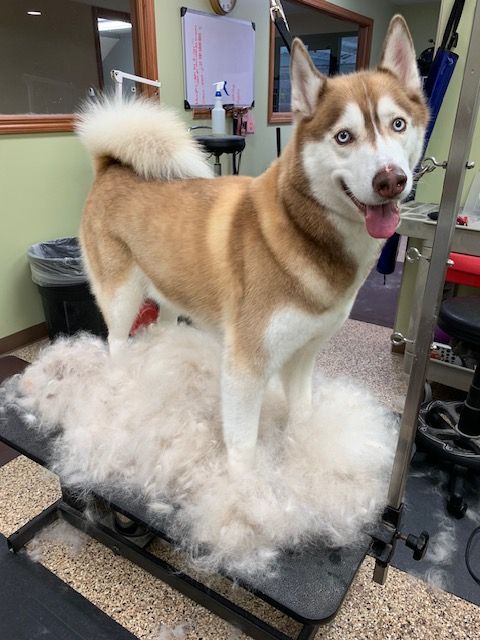 A Siberian Husky stands on a grooming table surrounded by its shed fur. The dog has red and white fur and blue eyes, smiling with its tongue out.