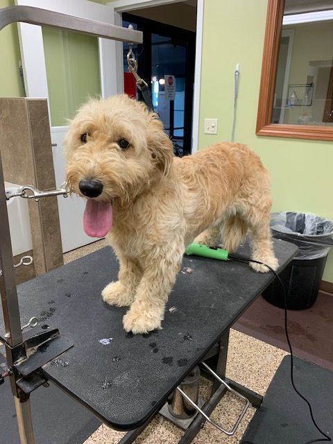A tan Goldendoodle with a pink tongue out, standing on a grooming table. The dog has recently been groomed in a pet grooming salon.