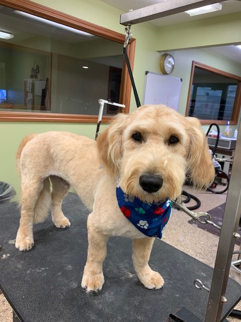 Tan dog with a blue bandana stands on a grooming table, looking at the camera. The dog has a freshly groomed haircut.