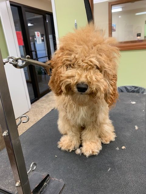 Golden Doodle dog with a shaggy, light brown coat, sitting on a grooming table. The dog's face is partially obscured by its fur.