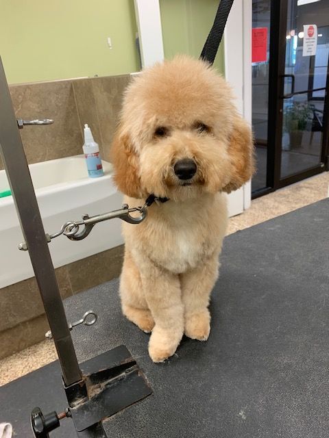 Golden Doodle sits on a black grooming table, freshly groomed with a round face and trimmed legs, in a pet grooming salon.